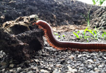 Controversial AI-Generated Millipede Preprint Sparks Concern in Scientific Community Controversial AI-Generated Millipede Preprint Sparks Concern in Scientific Community