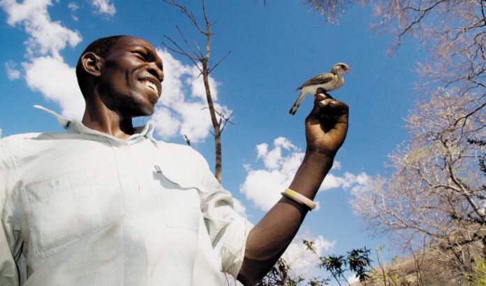 Cultural Coevolution: How African Honeyguide Birds Respond to Unique Human Calls, Revealing a Millennia-Old Partnership Facing Modern Threats