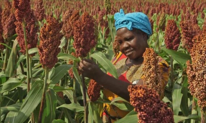 Drought-Resistant Sorghum Breakthrough: High-Yielding Varieties for Africa's Dry Regions