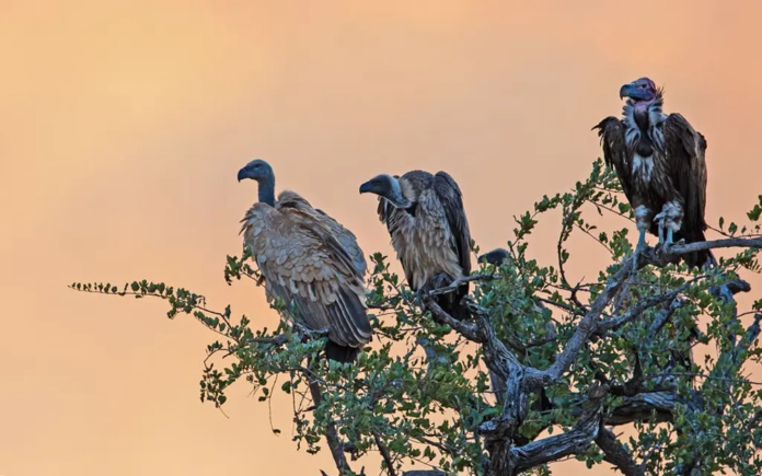 Alarming Decline of African Raptors: Urgent Conservation Measures Needed to Safeguard Ecosystems