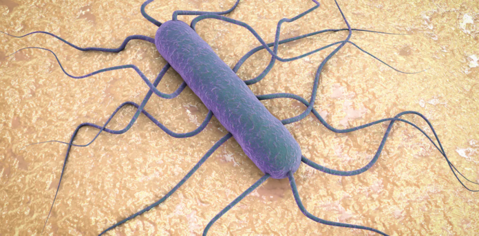 Understanding Listeriosis Challenges in Africa: Risks, Transmission Dynamics, and Recommendations for Enhanced Food Safety