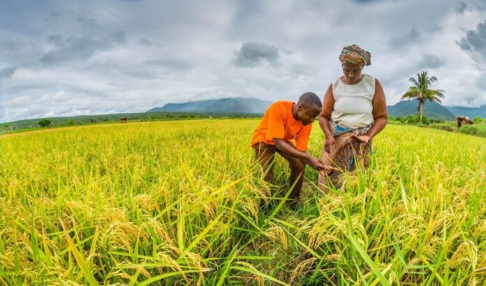 Unlocking Africa's Rice Sector: Sustainable Agronomic Practices for Enhanced Productivity