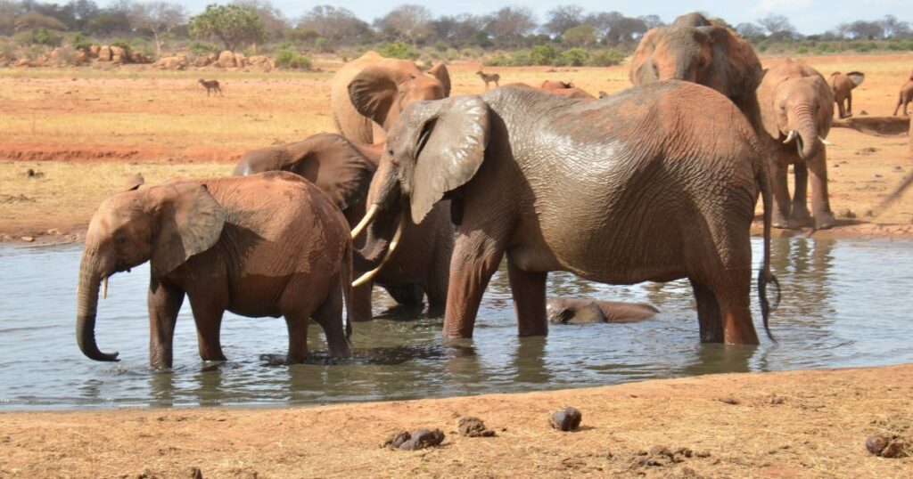 Addressing Human-Wildlife Conflicts in Africa: Strategies for Conservation and Coexistence