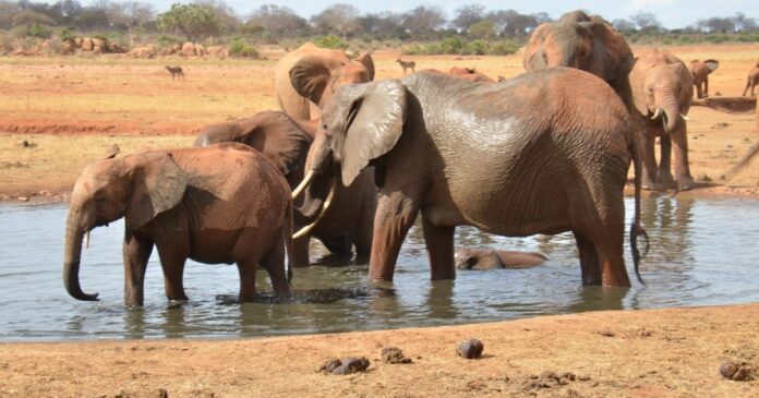 Addressing Human-Wildlife Conflicts in Africa: Strategies for Conservation and Coexistence