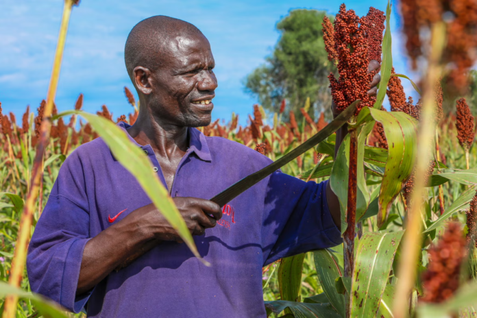 Revitalizing Millet Cultivation in Africa: A Blueprint for Sustainable Agriculture and Food Security