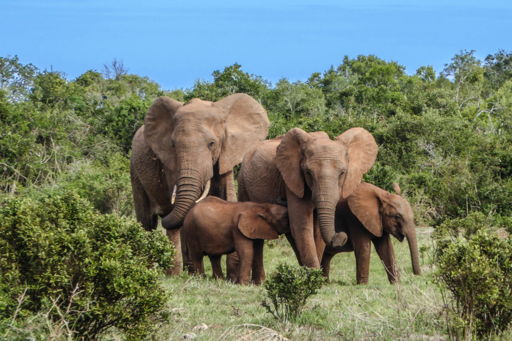 Revolutionizing Conservation: South Africa's Bold Biodiversity Strategy for Inclusive and Sustainable Future