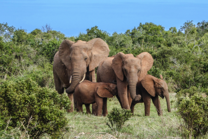 Revolutionizing Conservation: South Africa's Bold Biodiversity Strategy for Inclusive and Sustainable Future