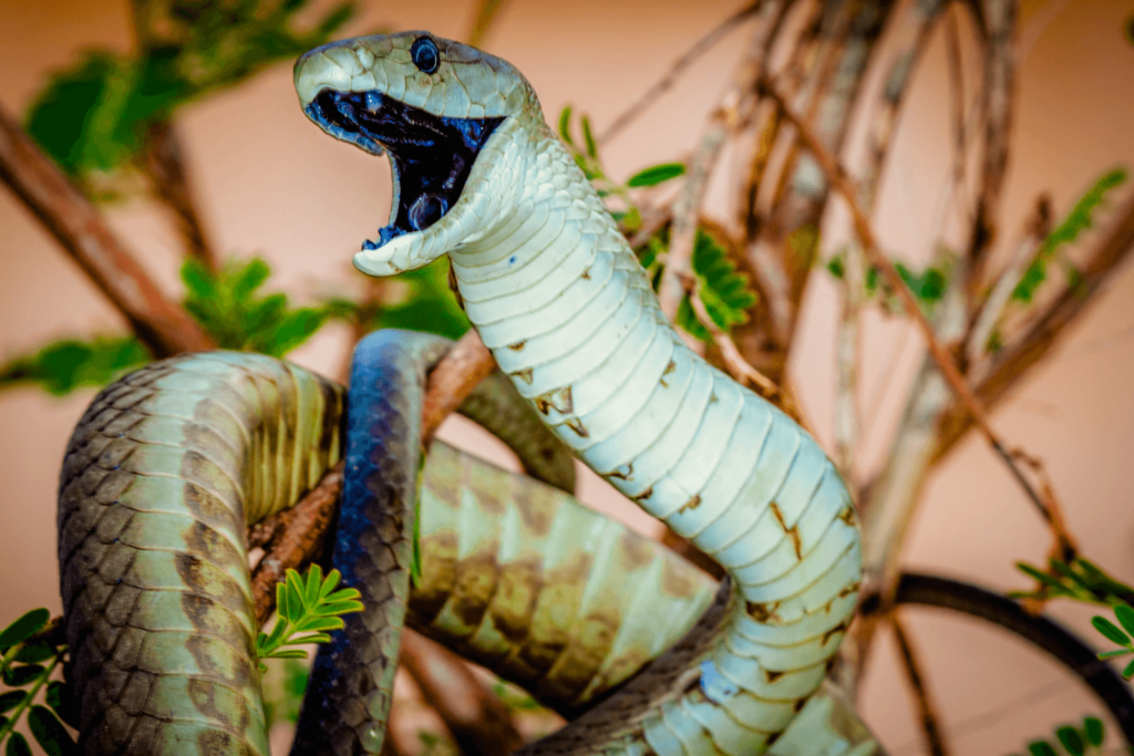 Addressing Snakebite Crisis in Africa: African Snakebite Alliance (ASA) Leads Collaborative Solutions