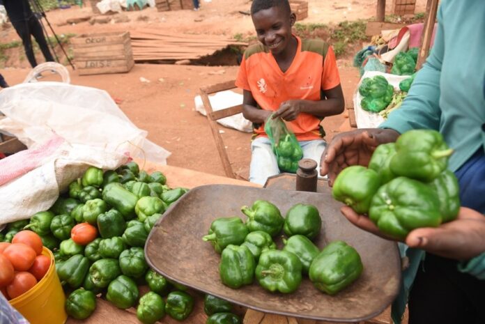 Kenyan Smallholder Farmers Thrive with Climate-Smart Agriculture and Organic Innovations for Sustainable Farming