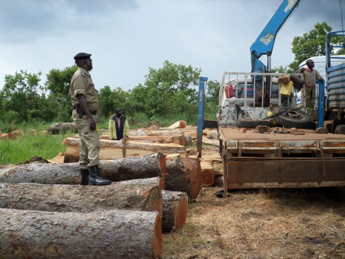 Sustainable Wood-Based Value Chains in Uganda: FAO and EU Launch €15M Project