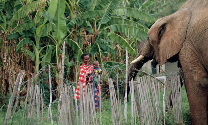 The Human Wildlife Co-Existence Research Network (HWCRN) has launched in Eastern Africa to promote multi-stakeholder collaborations and bolster progress on human-wildlife relationships on the continent.