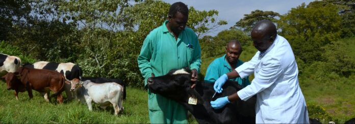 Livestock Disease Control in Southeast Nigeria: Key Challenges and Innovative Solutions for Biosecurity and Food Security