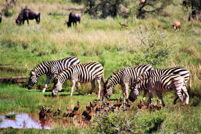Unsung Heroes of Conservation: Africa's Pioneers Transforming Environmental Protection