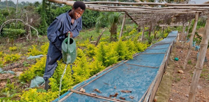 How Technological Progress Impacts Environmental Sustainability in Central and Southern Africa: Insights from Fossil Fuels and Institutional Quality