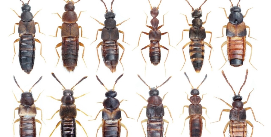 The Secret Behind Beetle Diversity: Chemical Defenses and Evolutionary Success