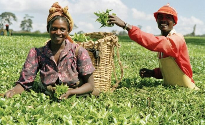 Unlocking University-Industry Partnerships: Advancing Agricultural Education in Africa for Economic Growth