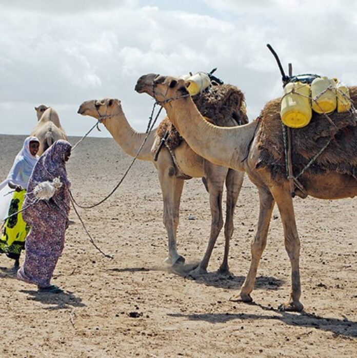 Adapting to Climate Change: Camel Milk Production Emerges as a Sustainable Solution in East Africa
