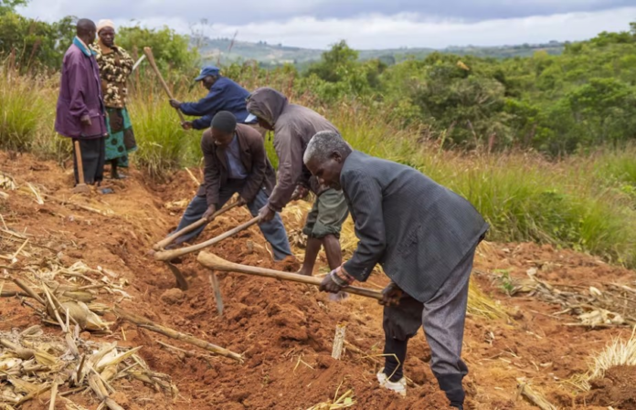 Boosting Soil Fertility and Crop Yields in Malawi: Innovative Deep Bed Farming and Intercropping Techniques