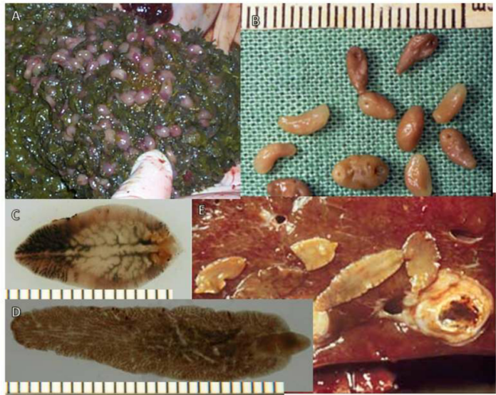 Comprehensive Study Reveals Prevalence and Distribution of Amphistomes in African Wild Ruminants