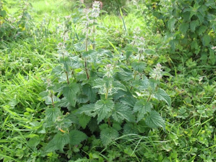 Exploring the Medicinal and Cultural Significance of Urtica massaica Mildbr. in Rwanda: Implications for Cultivation and Market Development