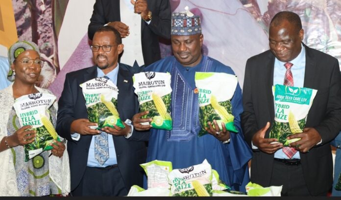 TELA Maize Varieties Launched in Nigeria: Boosting Food Security and Sustainable Agriculture
