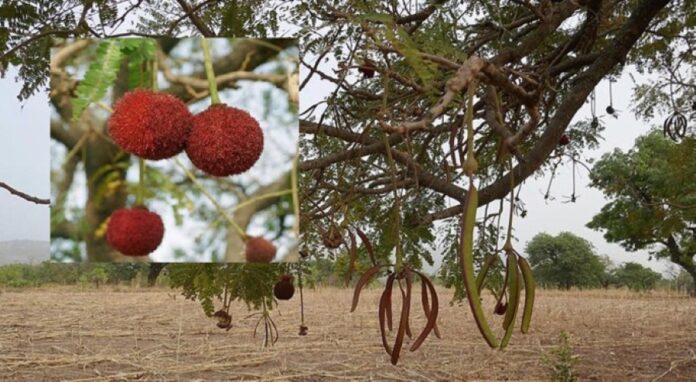 Acute Toxicity Study of Parkia biglobosa Stem Bark Extract in West African Dwarf Goats Reveals High Safety Margin and Non-Toxic Effects