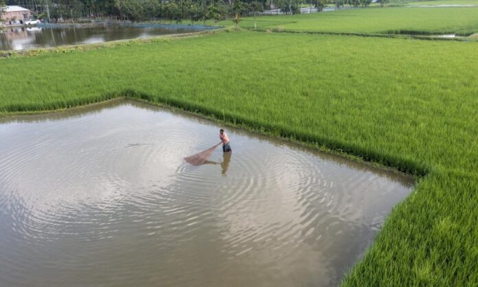 Climate Change Impacts on Aquaculture in Zambia: Vulnerabilities, Adaptation Strategies, and Sustainable Solutions