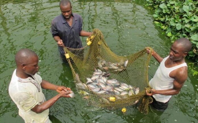 How Aquaculture Farming is Transforming Ogun State: Boosting Income, Creating Jobs, and Enhancing Food Security