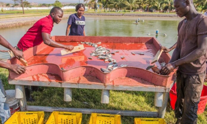 How Aquaculture is Transforming Rural Livelihoods in Zimbabwe: A Case Study of Seke Rural District