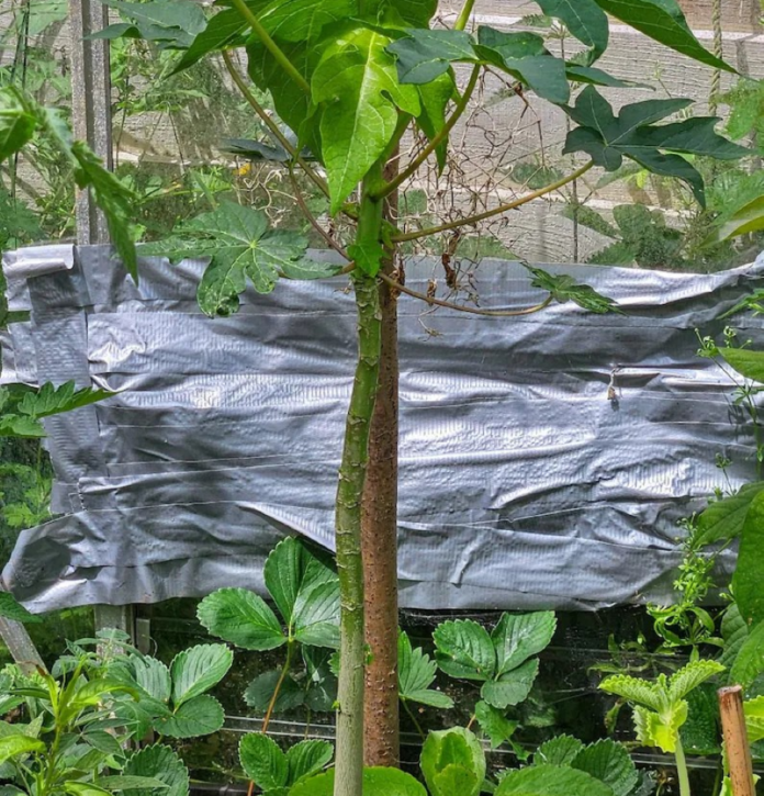 Impact of Plant-Based Silver and Copper Nanoparticles from Carica Papaya and Bryophyllum Pinnatum Against Antibiotic-Resistant Bacteria: A Sustainable Antimicrobial Solution