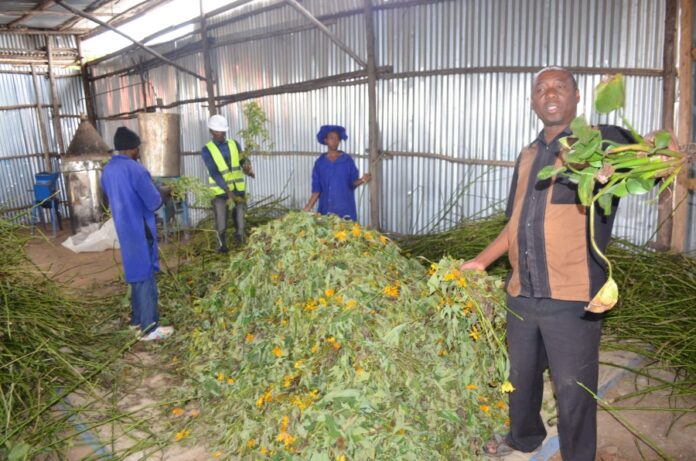Utilizing Water Hyacinth as Cost-Effective Livestock Feed: A Study on Nutritional Impact in Doyogena Sheep and Woyto-Guji Goats.
