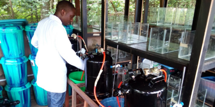 Biogas Production and Upgrading: Renewable Energy Solutions, Technology Innovations, and Environmental Impact