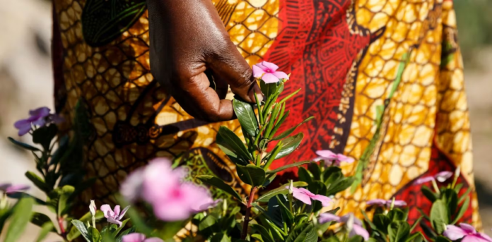 Medicinal Plants for Skin Disorders: Nyamwezi Community's Traditional Remedies in Tanzania