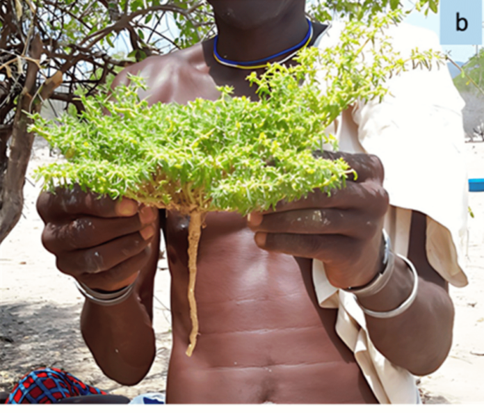 Scoping Review Reveals Strong Antimicrobial Activity in Medicinal Plants for Diarrhea Treatment in Sub-Saharan Africa