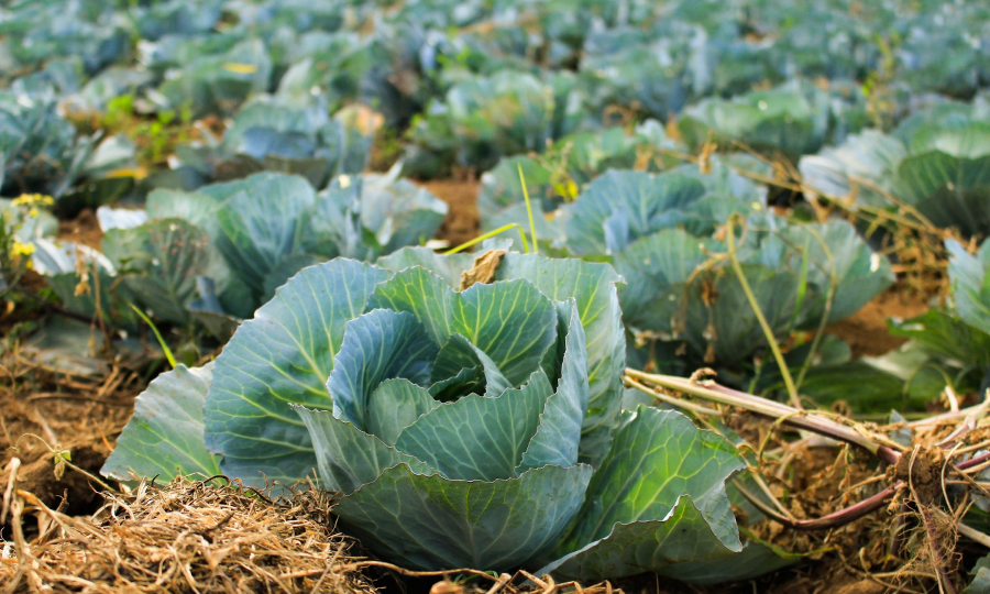 Unlocking Africa's Bioeconomy: Sustainable Growth through Biodiversity and Innovation