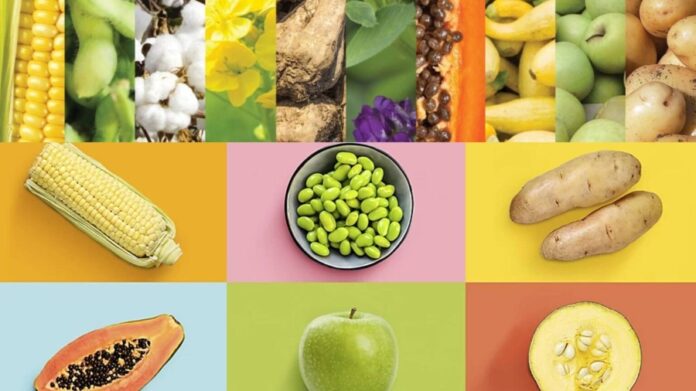 GMOs in Africa: Addressing Food Security, Safety, and Sustainability Amid Growing Challenges