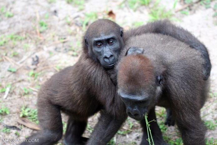 How Indigenous Knowledge and Gorilla Behavior Unveil Medicinal Plant Properties in Gabon