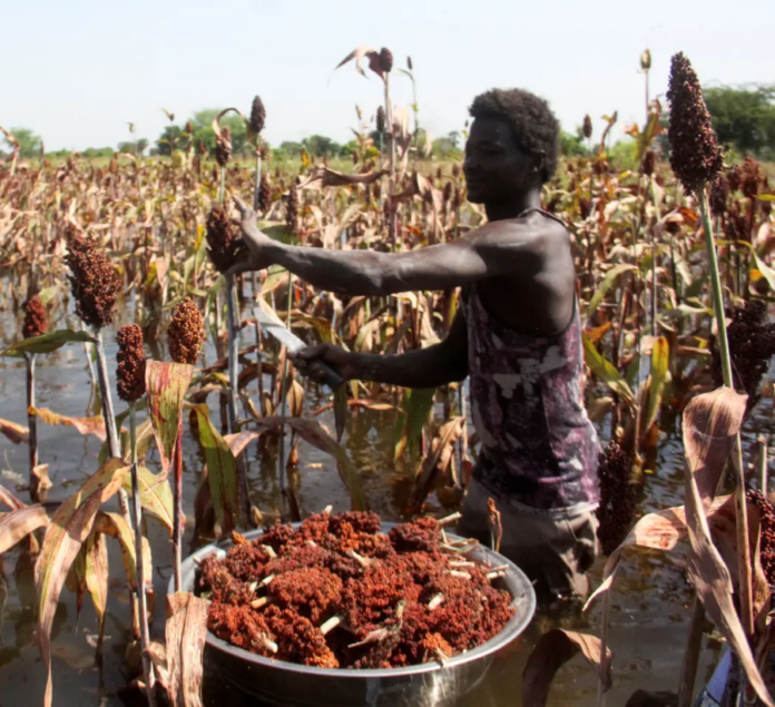 Impact of Climate Change on Cereal Production in Sub-Saharan Africa: How Financial Development Can Boost Food Security