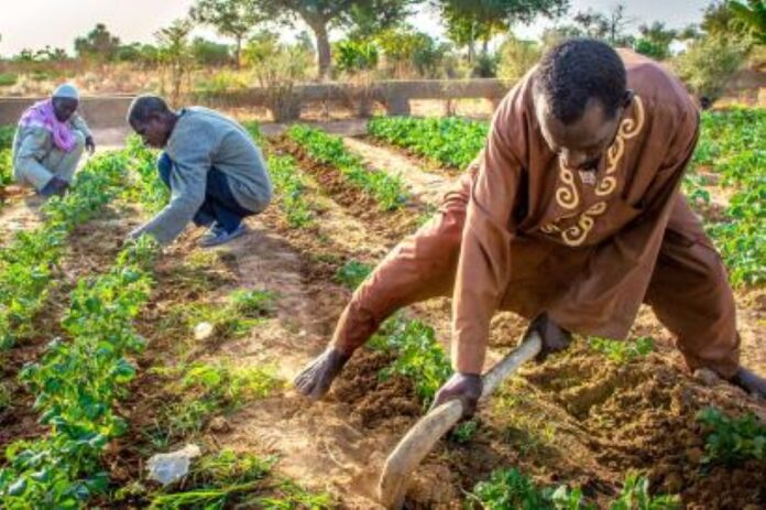Enhancing Gender and Youth Inclusion in Agricultural Research: Insights from Africa's FNSSA Projects