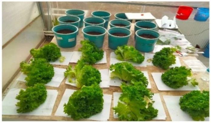 Impact of Plant Growth-Promoting Bacteria (PGPB) on Soil Health and Rice Cultivation in Iron-Rich Soils: Key Findings and Benefits