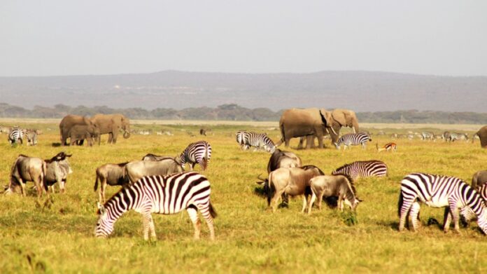 Colonial Zambia's Tsetse Control and Wildlife Management: Historical Impacts and Lessons for Sustainable Conservation