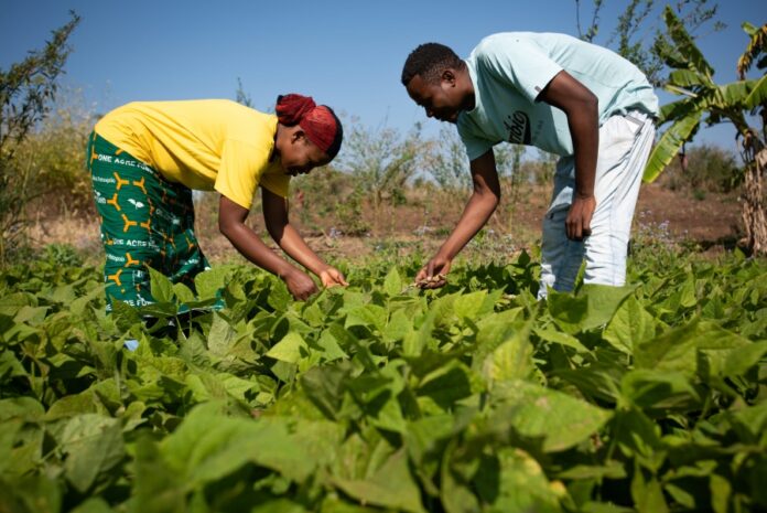 Urban Agriculture as Climate-Smart Practice: Key Determinants, Benefits, and Food Security Impact in Wolaita Sodo, Ethiopia