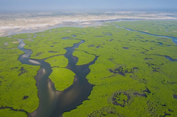 An African Perspective on Biodiversity Conservation: Challenges, Opportunities, and Key Strategies for the 21st Century