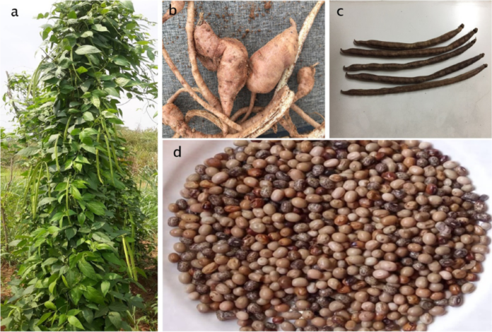 Health Benefits of African Yam Bean: Enhancing Liver, Kidney, and Antioxidant Functions – Insights from Wistar Rat Study