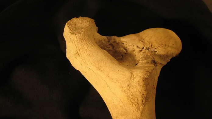 Oldest Evidence of Multi-Component Arrow Poison Discovered in South Africa: A Breakthrough in Ancient Hunting Technology