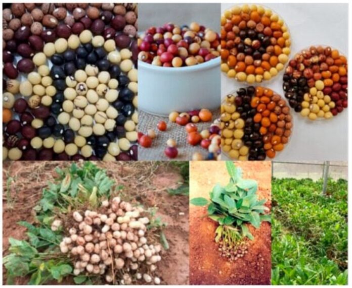 Unlocking the Health Benefits of Bambara Groundnut: Antimicrobial Properties and Phytochemical Insights