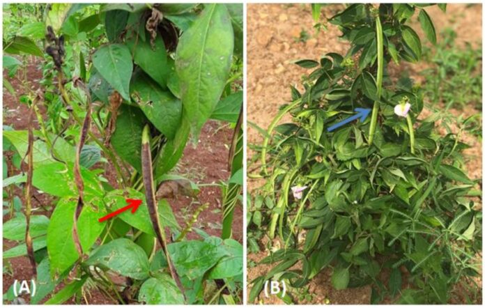 Unveiling Genetic Diversity in the matK Gene: Phylogenetic Analysis and Protein Structure Insights in African Yam Bean and Related Legumes