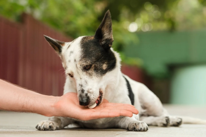 Antimicrobial Resistance in Dogs: E. coli and Salmonella Risks in Tamale, Ghana