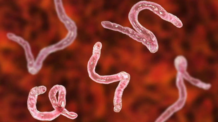 Intestinal Parasitic Infections in Diabetic Patients Across Africa: A Systematic Review & Meta-Analysis