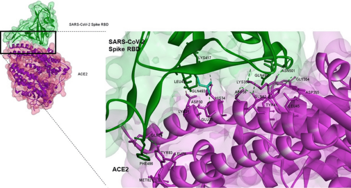 Neem Compounds as Potential Covid-19 Treatments: In-Silico Study on ACE2 Inhibition